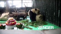 Panda celebrates birthday with three-tier cake