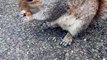 Feeding and Petting a Kind Wild Squirrel