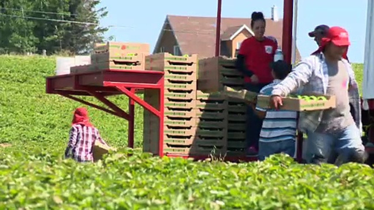 10 aout KD recolte fruits legumes - topo