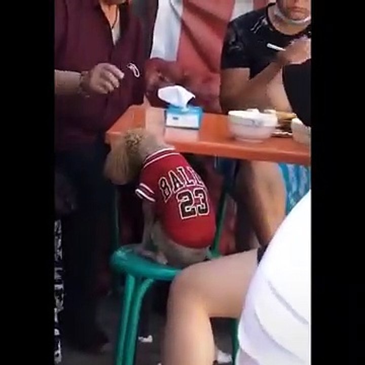 Funniest Animals  - Awesome Funny Animals- Life Videos  - Cutest Animals Ever