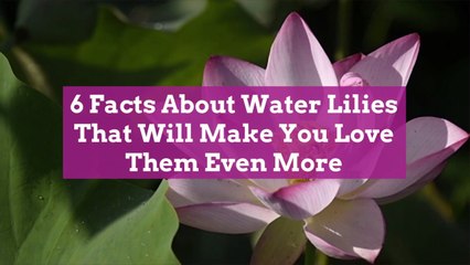 6 Facts About Water Lilies That Will Make You Love Them Even More