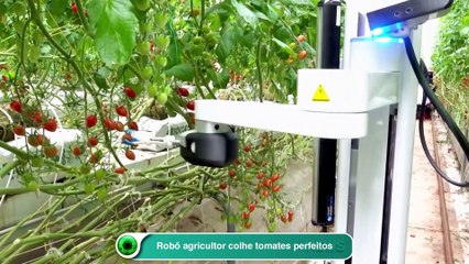 Robô agricultor colhe tomates perfeitos