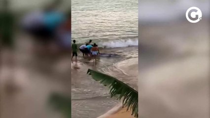 Um filhote de baleia encalhou em Meaípe na tarde desta segunda-feira (10)