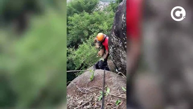 Cadela e dois filhotes são resgatados de morro em Vitória
