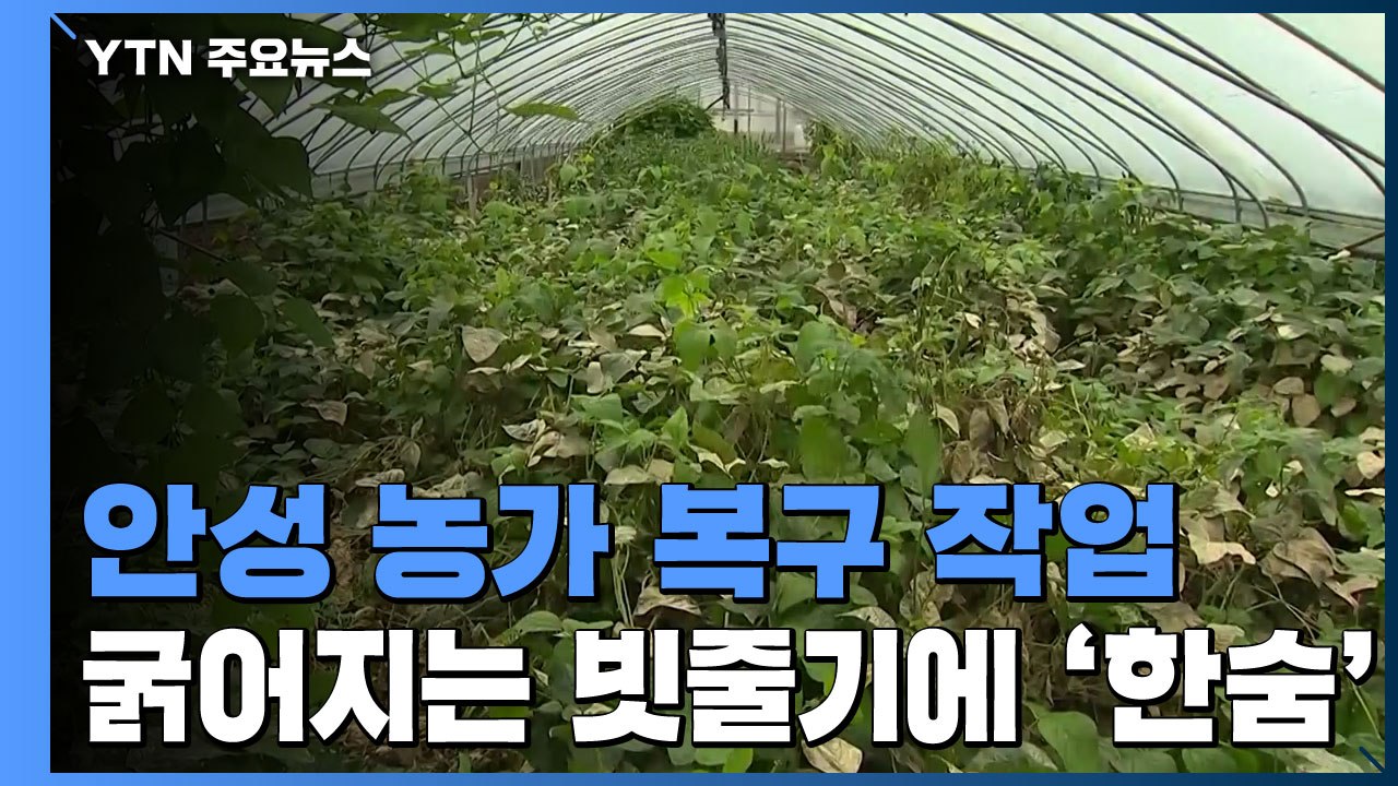 침수 피해 안성 농가...강한 빗줄기에 복구 난항 / YTN