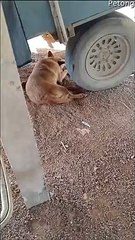 Human and Dog Scare Each Other