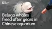 Beluga whales freed after years in Chinese aquarium