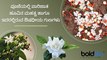ಪಾರಿಜಾತ ಹೂವಿನ ಮಹತ್ವ, ಔಷಧೀಯ ಗುಣಗಳು | Parijat Flower Benefits And Medicinal Uses | Boldsky Kannada