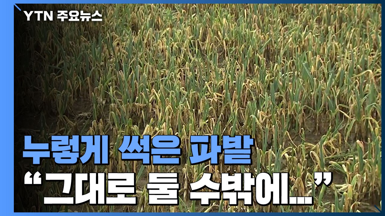 "물에 잠겨 누렇게 썩은 파"...경기 안성 농가 피해 극심 / YTN