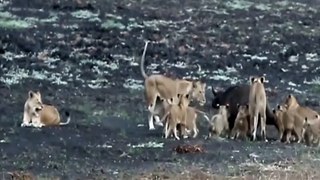 Lion Cubs vs one Buffalo Calf