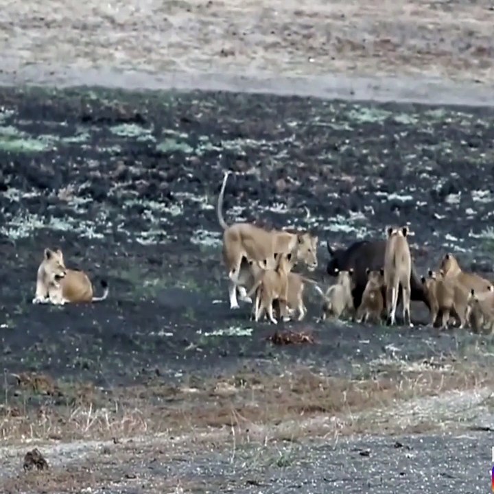 Lion Cubs vs one Buffalo Calf
