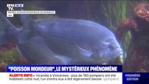 Prenez garde à vos mollets lors de la baignade, les poissons mordeurs sévissent dans le sud de la France