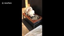 Dog does double take after dipping in cold bowl