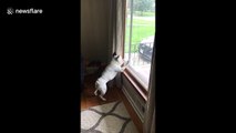 Boxer picks fight with fly it can't beat