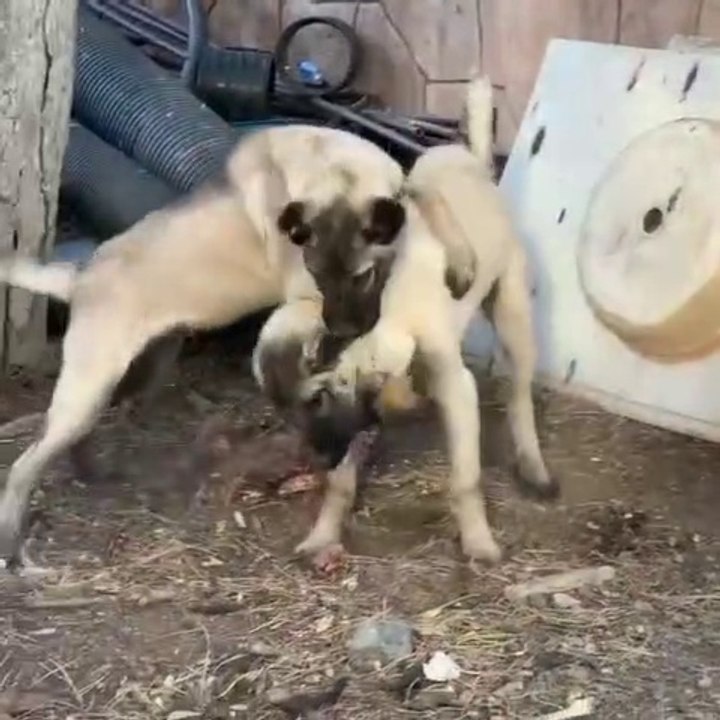 SiVAS KANGAL KOPEGi YAVRULARI YEMEK PAYLASAMAMA - KANGAL DOG PUPPiES EAT and VS