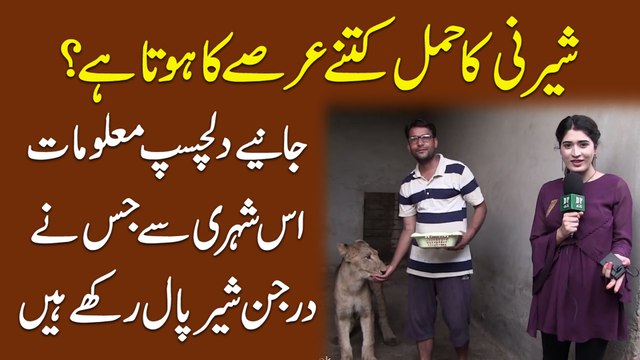 Sherni ka hamal kitnay arsay ka hota hai? Janiye dilchasp maloomat uss shehri se jisnay darjan sher paal rakhay hain