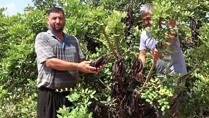 Üretici, hırsız korkusu ile keçiboynuzunu 1 ay erken hasat etti