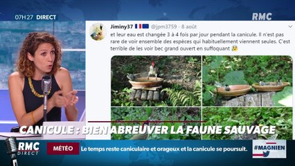 #Magnien, la chronique des réseaux sociaux : Bien abreuver la faune sauvage en cette canicule - 11/08