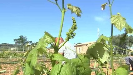 Un incendio que quemó 3000 hectáreas en Cuenca fue provocado para ocultar un cadáver