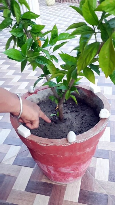 Learn About Plants-Different parts of a plants for students,children