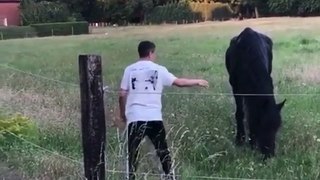 Belgique - Les vidéos honteuses de ces jeunes entrés dans un champ pour terroriser un cheval et un poney