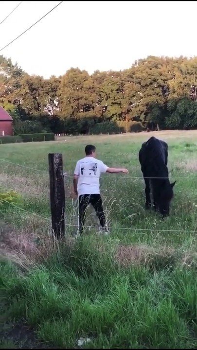 Belgique - Les vidéos honteuses de ces jeunes entrés dans un champ pour terroriser un cheval et un poney