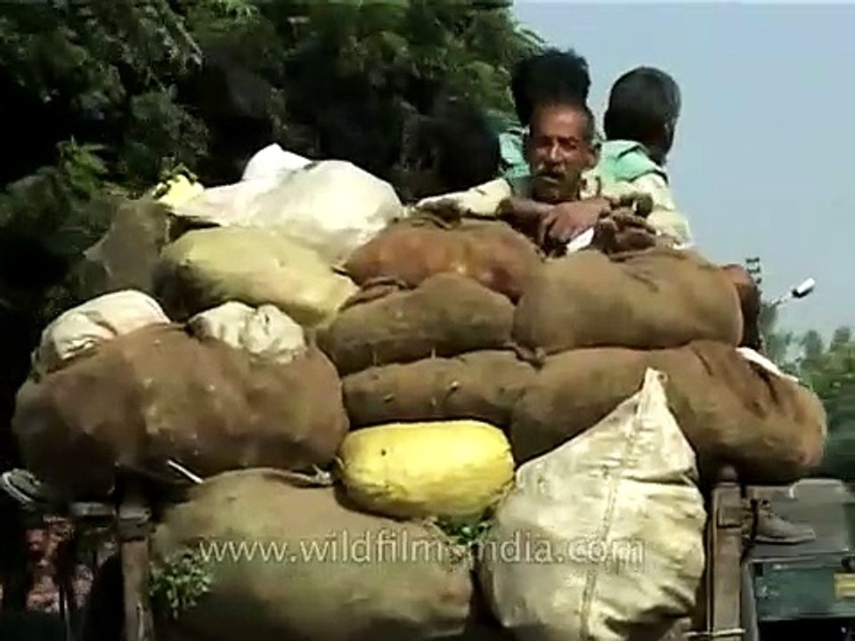 Old man carries heavy load in horse cart, burdening the poor horse