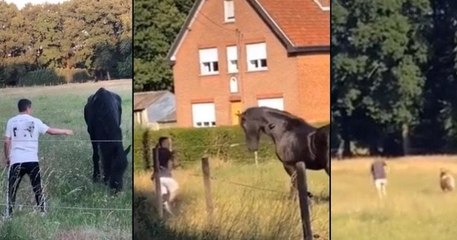 Des vidéos, montrant deux jeunes brutalisant un cheval et un poney, scandalisent la Belgique