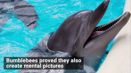 The Interesting Way Bumblebees Are As Smart As Humans