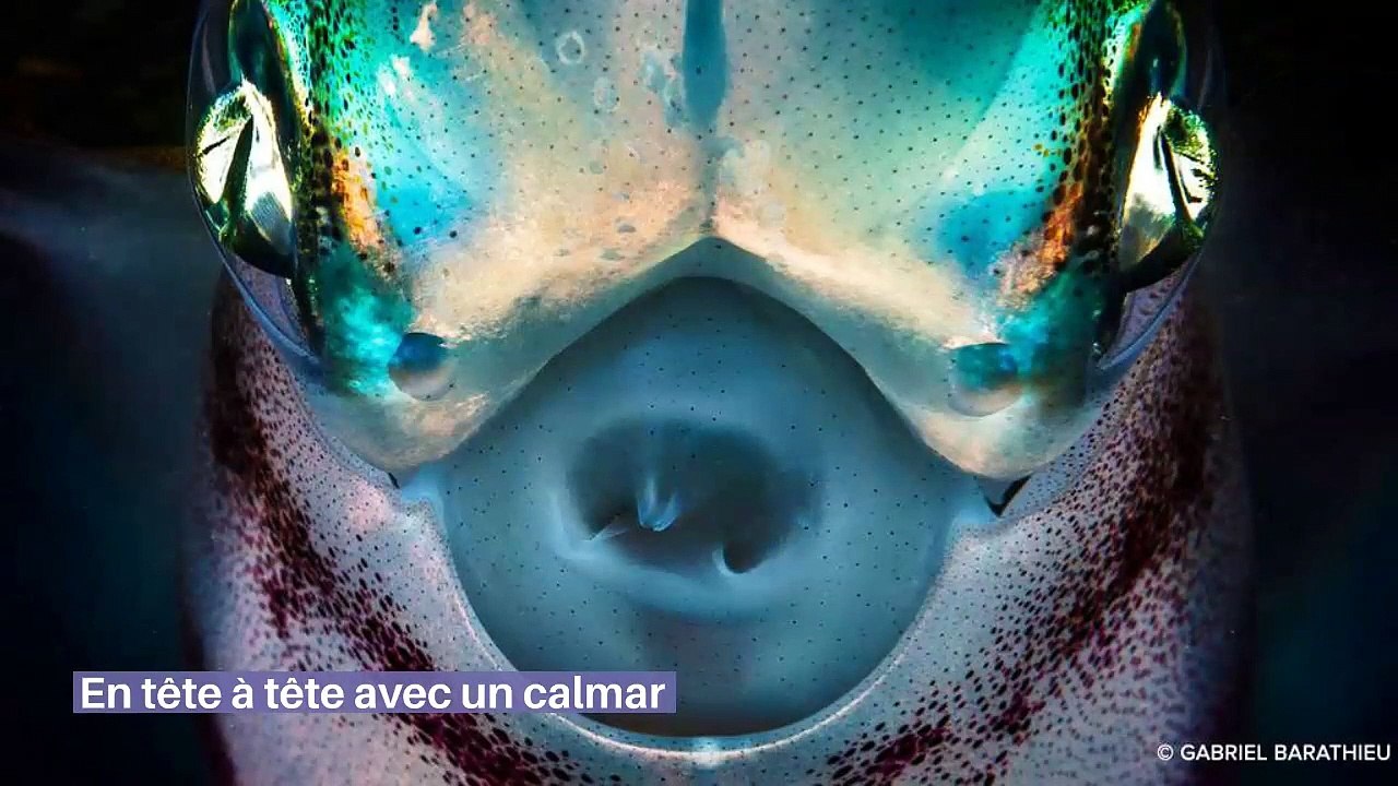 Plongée extrême : entre les îles de Mayotte et de la Réunion