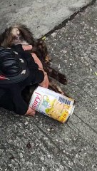 Stray Cat Saved From Being Stuck in a Can
