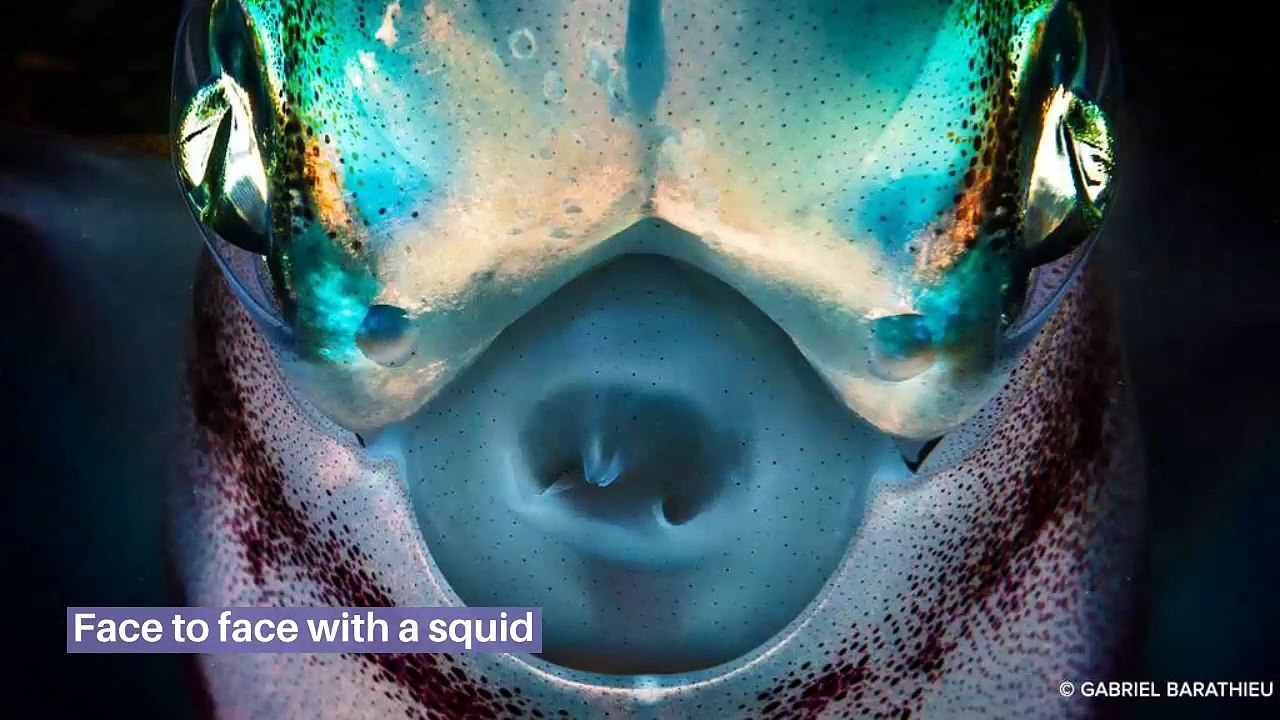 Extreme diving : between the islands of Mayotte and Reunion Island