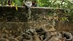 India’s largest crocodile park in trouble due to coronavirus lockdowns