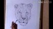 How to draw lioness, how to sketch lioness, sinhin kadhana shikhe, swecan