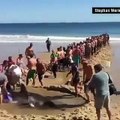 Des vacanciers sauvent un requin qui s’est retrouvé en difficulté sur la plage