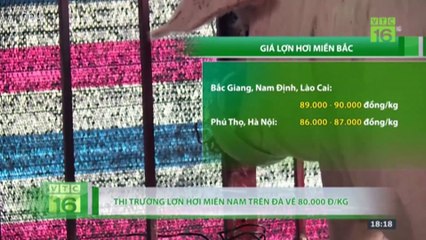 "Giật mình" giá thịt lợn hơi "rẻ bất ngờ" | VTC