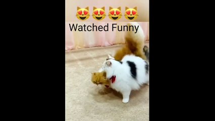 Watched Funny cat 2020
