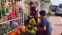 Thai monitor lizard rescued after getting stuck in railings while looking for food