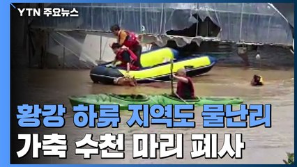 합천 황강 하류 지역도 물난리...소·돼지 수천 마리 폐사 / YTN