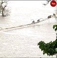 50 monkeys stranded on trees in flooded river rescued in Karnataka
