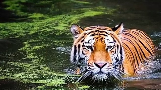 #Animals and birds amazing scene#very good scene