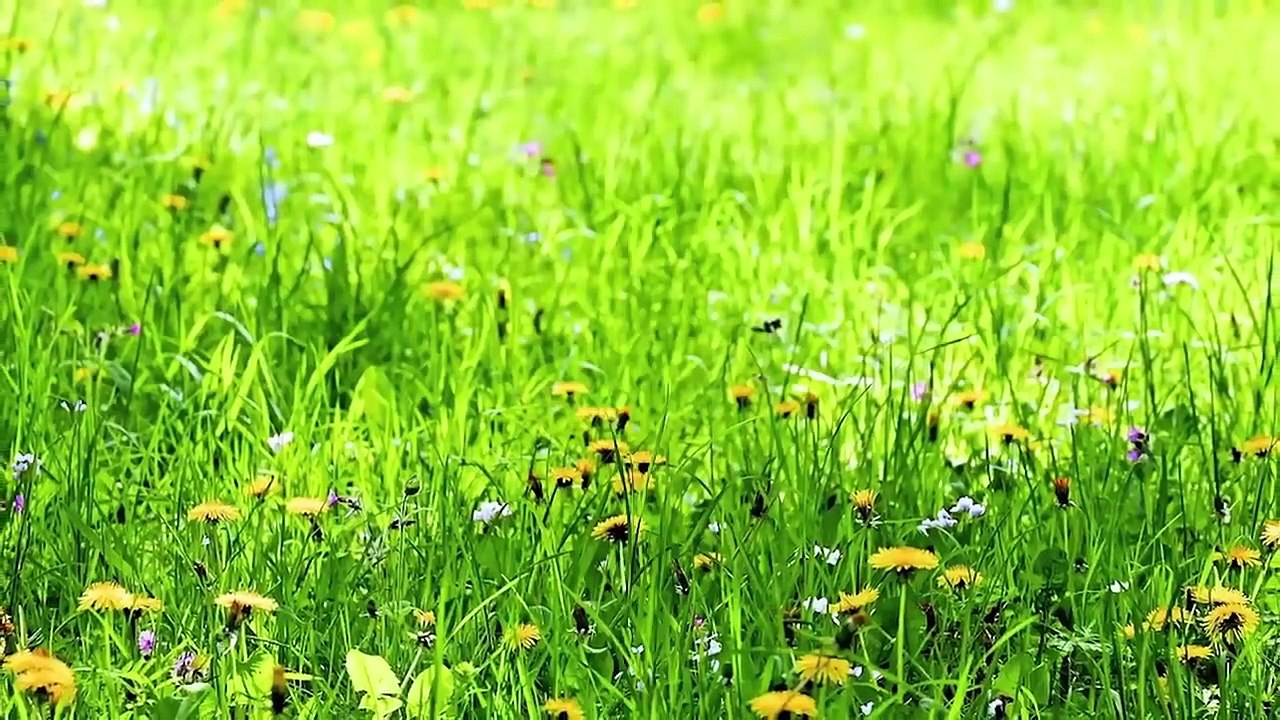 Retten Veganer die Umwelt