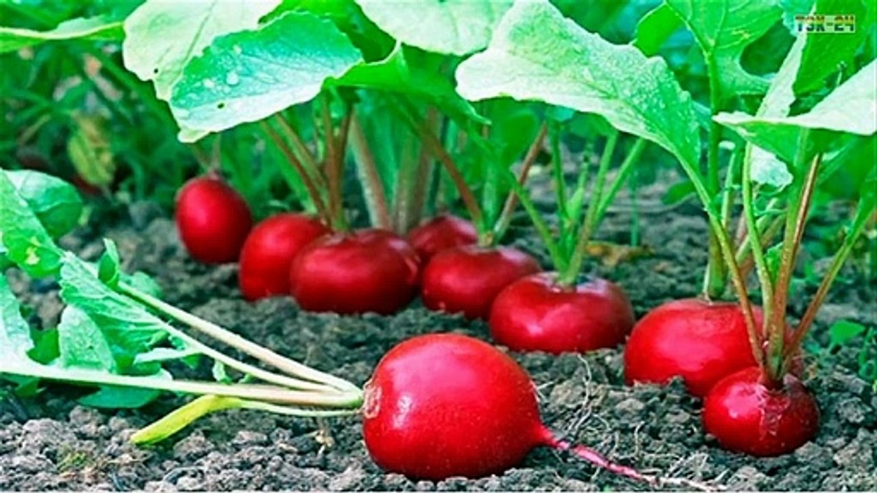 Top 9 easy to grow vegetables for beginners