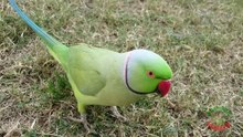 Happy Parrot Sounds
