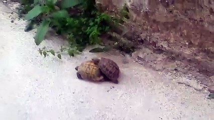 Turtle pairing. Funny sounds