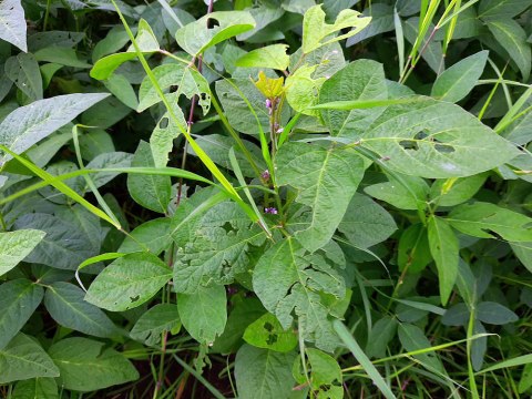 इल्ली का प्रकोप बढ़ा, किसानों ने तीसरी बार किया दवाई का छिड़काव