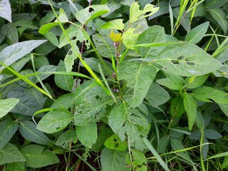 इल्ली का प्रकोप बढ़ा, किसानों ने तीसरी बार किया दवाई का छिड़काव