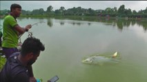 Best Catla Fishing Video | Hunting and Fishing by Fishing Rod Muktagacha Pond