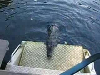 Sua maestà il coccodrillo