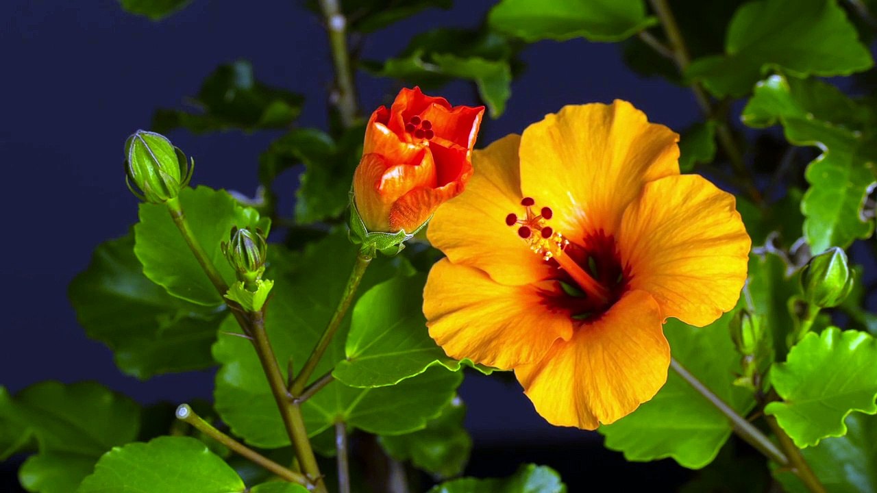beautiful opening flower